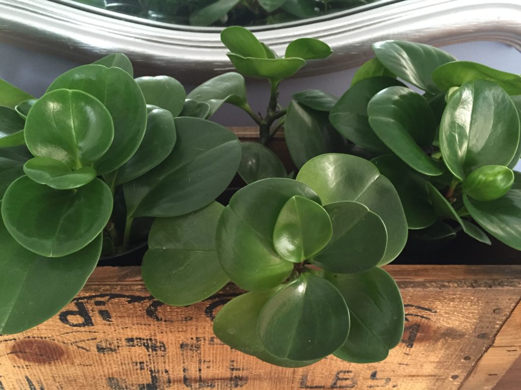 Peperomia Plant