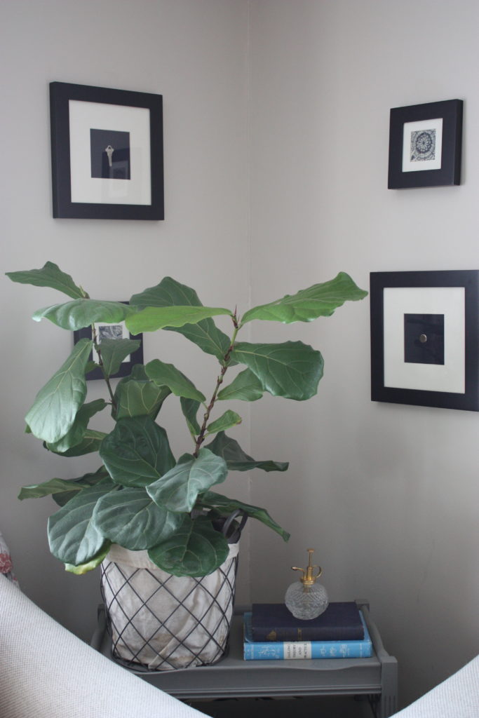 Fiddle Leaf Fig Plant