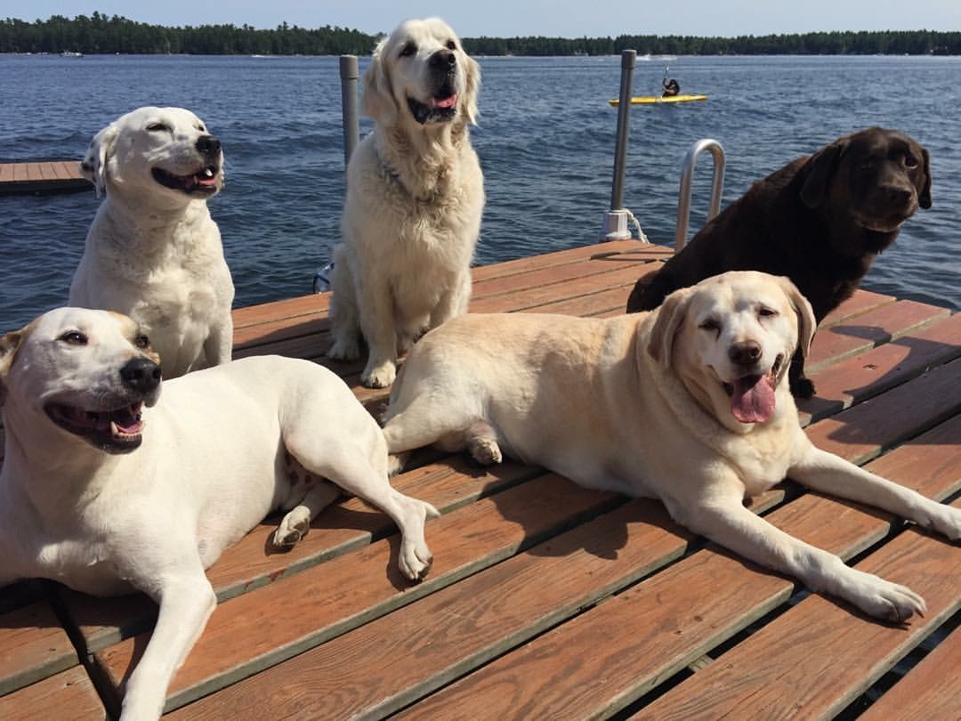 Dogs On A Dock