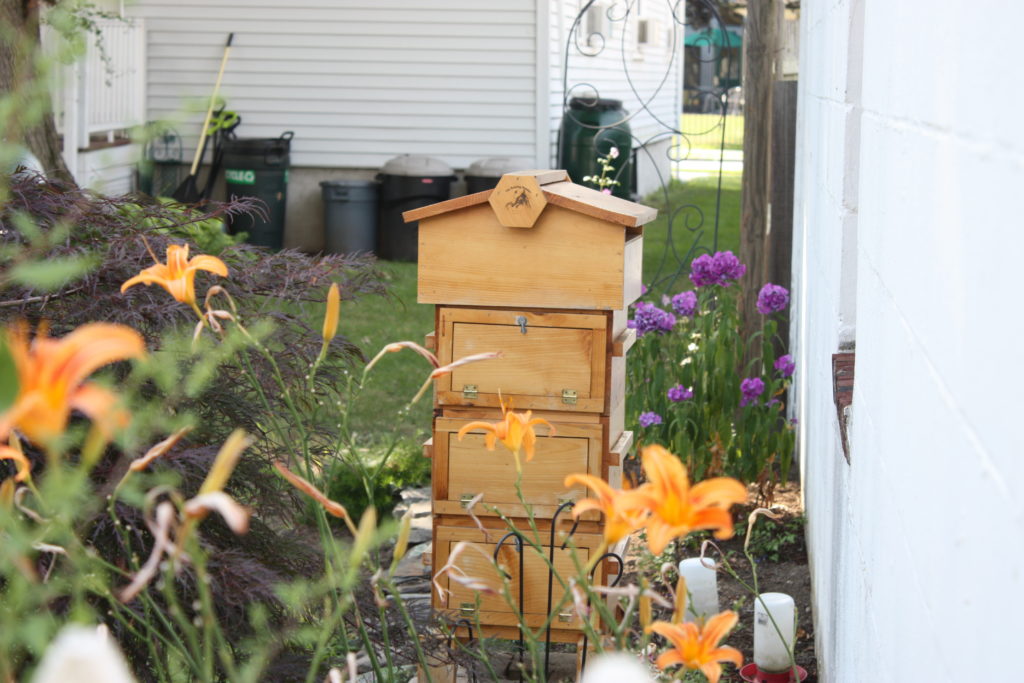 Backyard Beehive