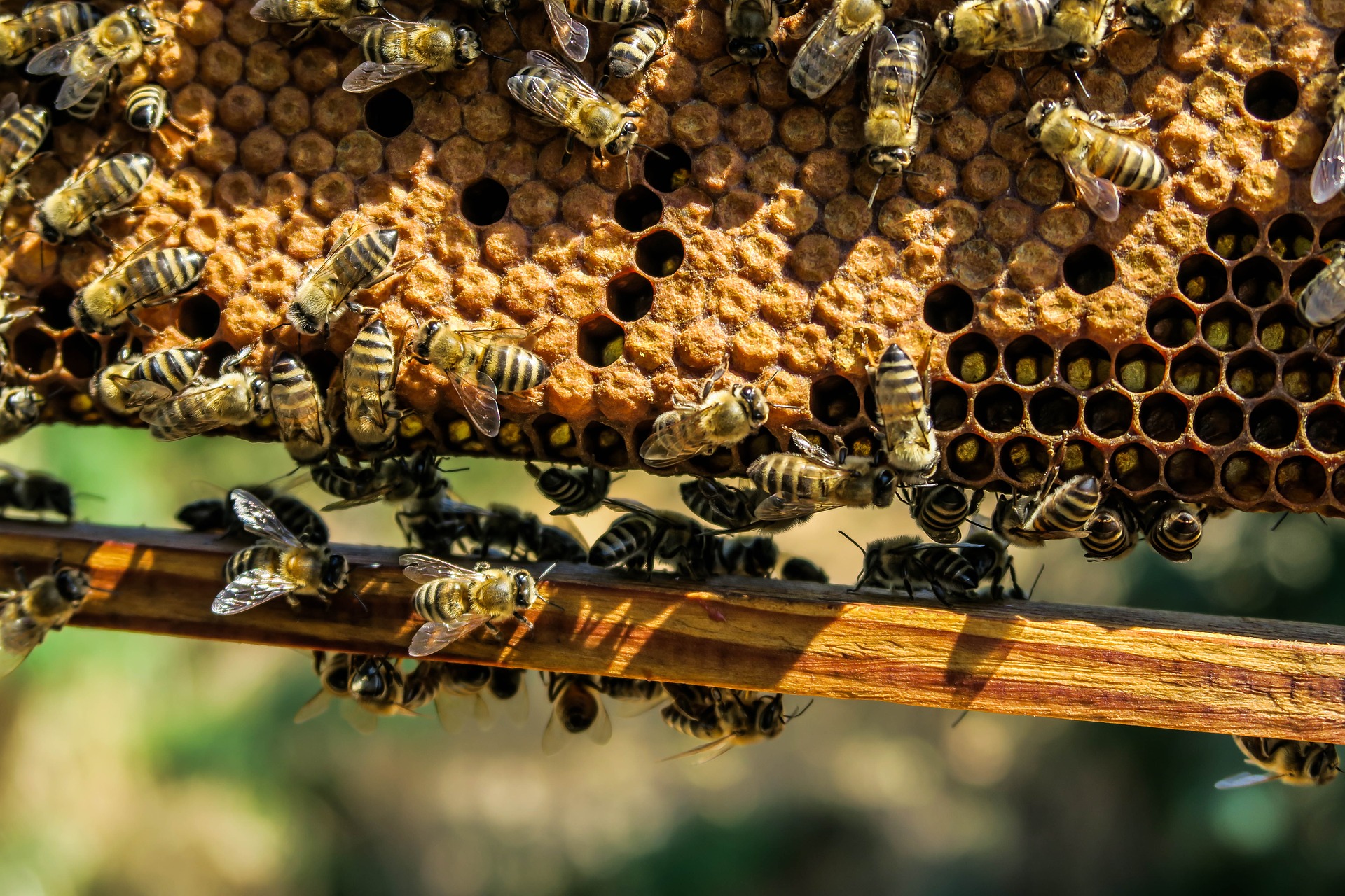 Bees in hive